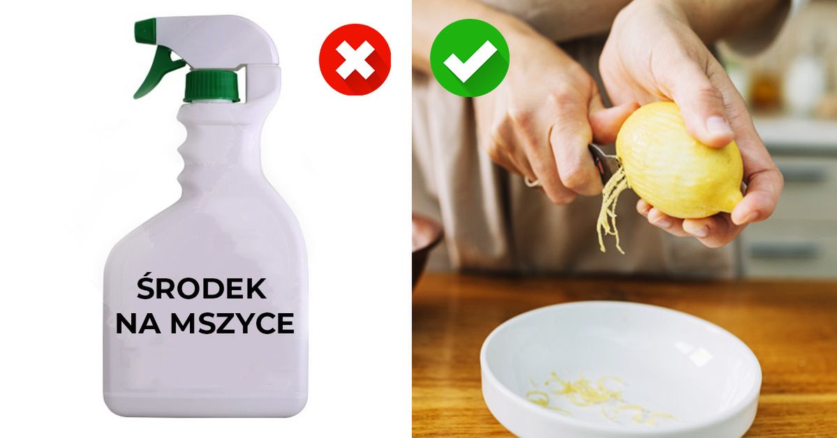 7 sposobów na utrzymanie robaków z dala od Twojego ogrodu, bez użycia chemii