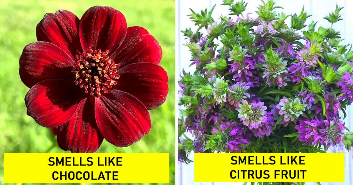 7 Unusual Garden Plants That Smell like Chocolate or Coca-Cola