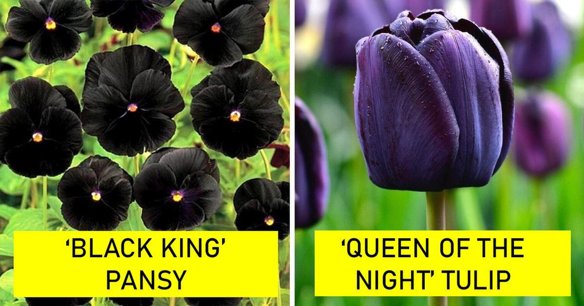 11 Plants With Dark Flowers. They Can Create Unique Atmosphere in the Garden