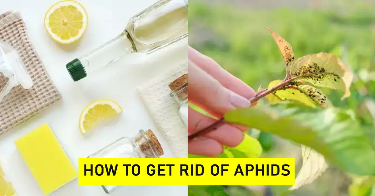 10 Home Remedies for Aphids. They Will Quickly Disappear From Plants in the Yard!