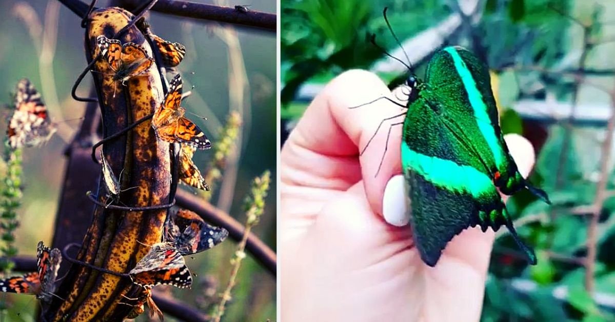 How to Attract Butterflies to Your Garden. Four Hacks That Always Work