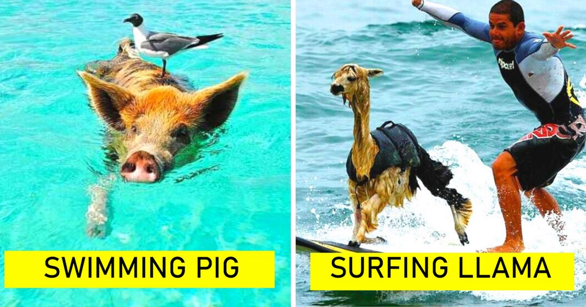16 Unbelievable Phots Proving That Everything Is Possible in the Kingdom of Animals