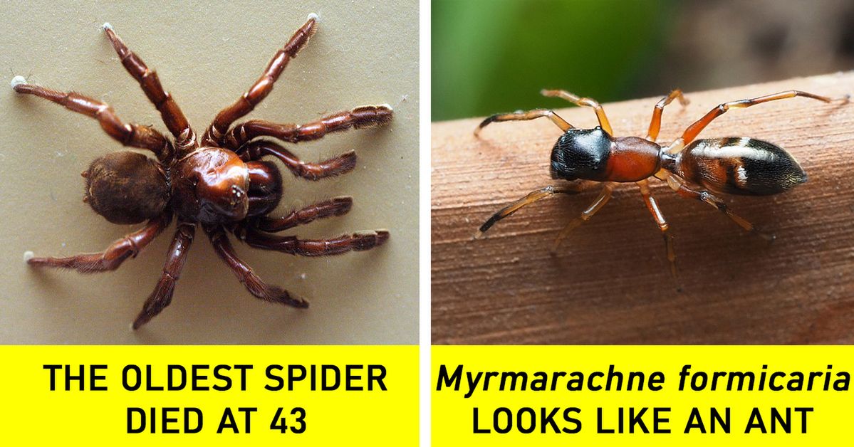 11 Thrilling Facts about Spiders. This Article Is Not for Anyone Suffering from Arachnophobia