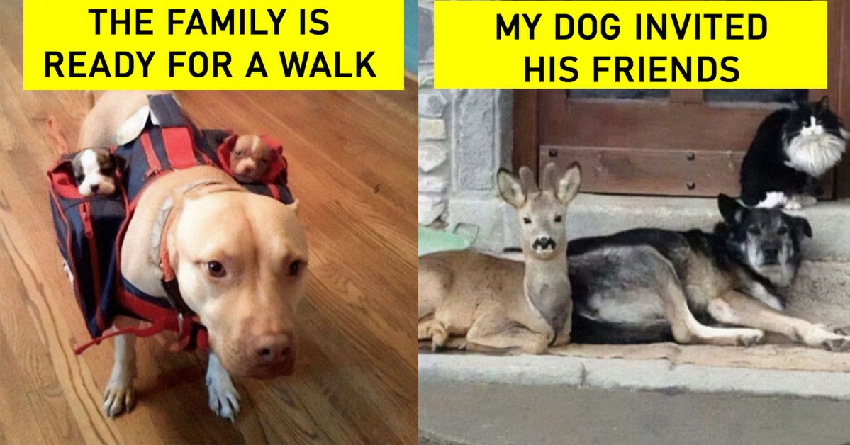 15 Photos Clearly Proving Why Dogs Are Better than Cats