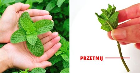 Skuteczny sposób na sadzenie i pielęgnowanie mięty. Bez wysiłku wyhodujesz bujny krzaczek!