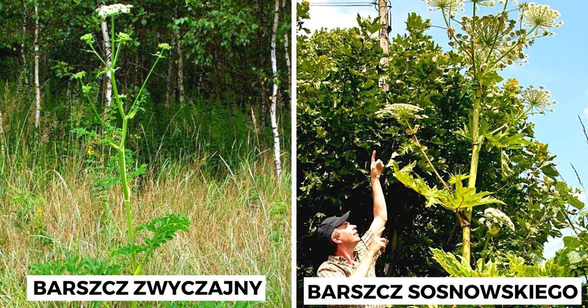 jak odróżnić barszcz Sosnowskiego od zwyczajnego
