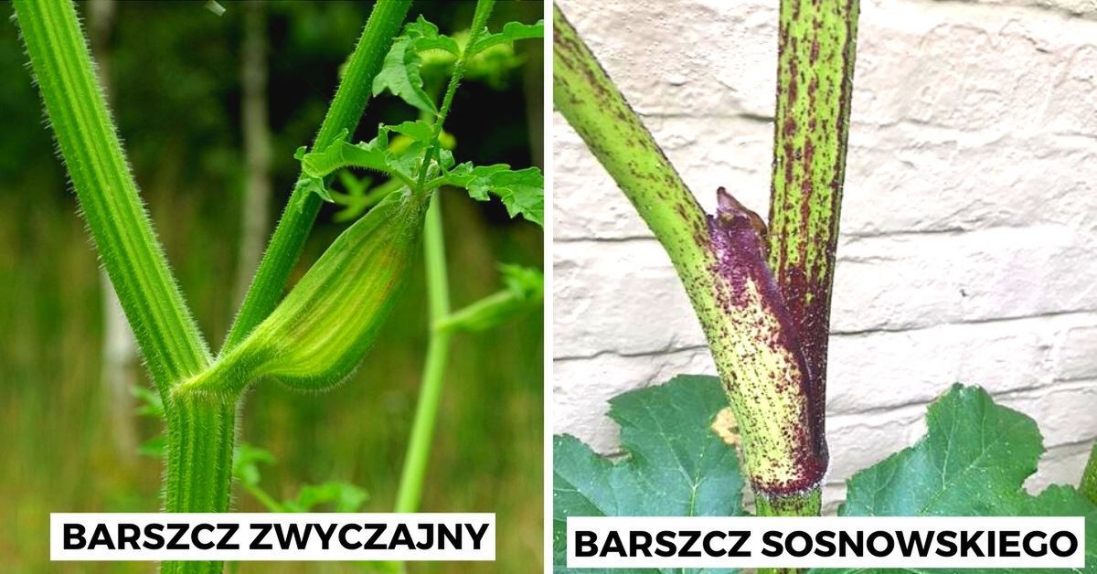 jak odróżnić barszcz Sosnowskiego od zwyczajnego