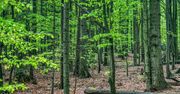 W związku z koronawirusem do 11 kwietnia zakaz wstępu do lasów i parków narodowych
