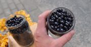 GIS ostrzega przed bąblowicą
