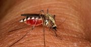 Zoolog: chmary komarów to norma podczas wilgotnego lata; w ich zwalczaniu pomagają np. żaby