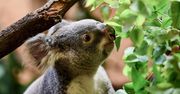 Koale w Nowej Południowej Walii mogą wyginąć do 2050 r.