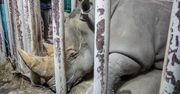W Nowym Zoo w Poznaniu powstaje pawilon dla żyraf i nosorożców