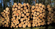 Lasy Państwowe na koronawirusie straciły już ponad 600 mln zł