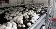 PIE: Polska największym w Europie producentem pieczarek
