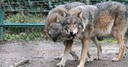 Europejscy łowcy epoki lodowcowej jadali mięso wilków