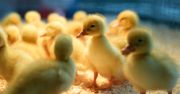 Rekordowa produkcja piskląt pogłębia problemy drobiarstwa