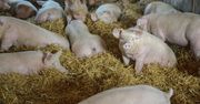 Produkcja mięsa wieprzowego jest poważnie zagrożona