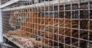 Prezydent Poznania i poznańskie zoo: kondycja tygrysów bardzo zła