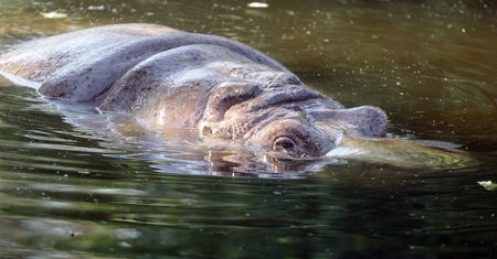 Zwierzęta w zoo mają swoje sposoby na upały