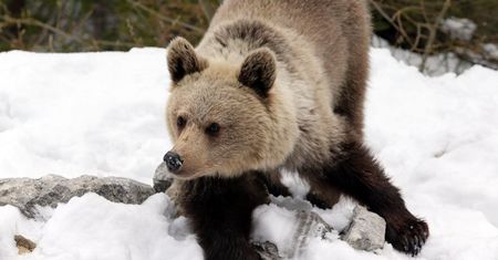 Tatry: niedźwiedzie budzą się z zimowego snu