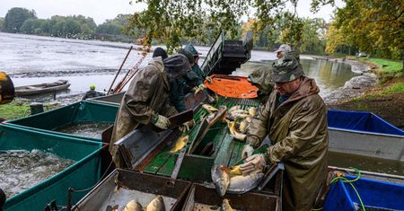 “Pan Karp”: żywe karpie na święta – tylko u rybaków lub na bazarze