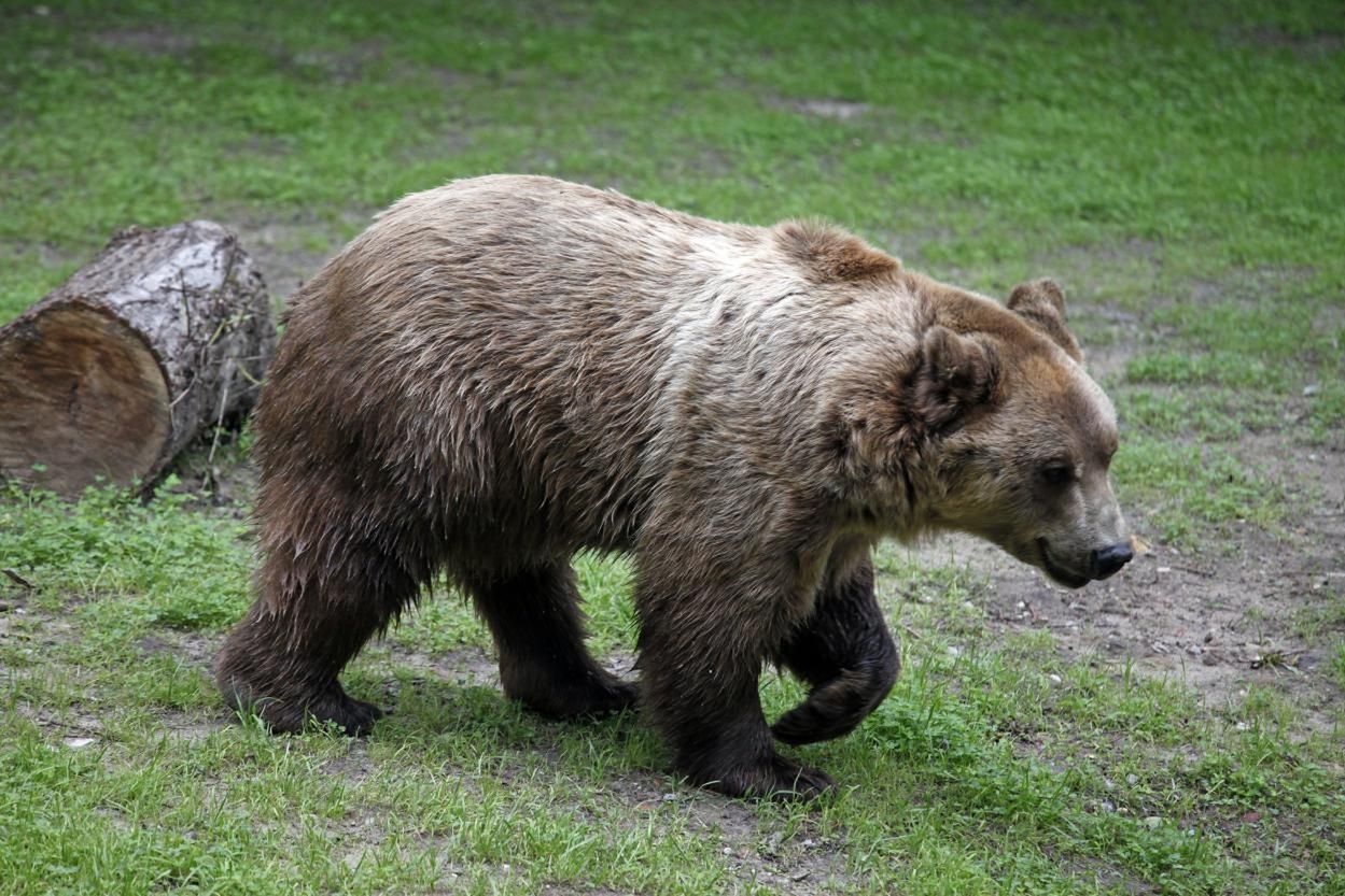 Jak ustrzec się ataku niedźwiedzia?