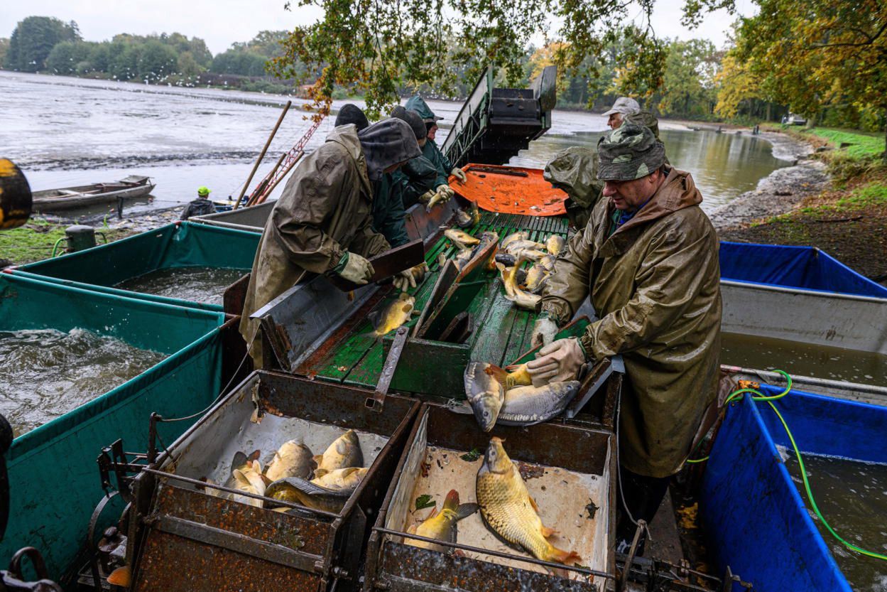 “Pan Karp”: żywe karpie na święta – tylko u rybaków lub na bazarze