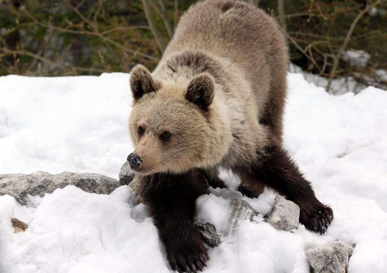 Tatry: niedźwiedzie budzą się z zimowego snu