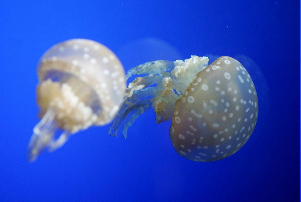 Meduzy są sprytniejsze niż się wydawały