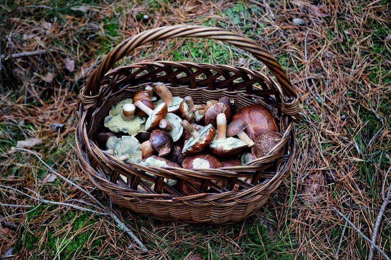 W lasach będzie coraz mniej grzybów