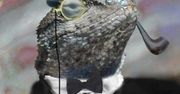 Lizard Squad kontratakuje - problemy z Xbox Live