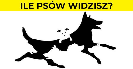 Liczba psów jaką zobaczysz, ilustruje Twój wiek mentalny. Zdziwisz się ile lat ma Twój umysł
