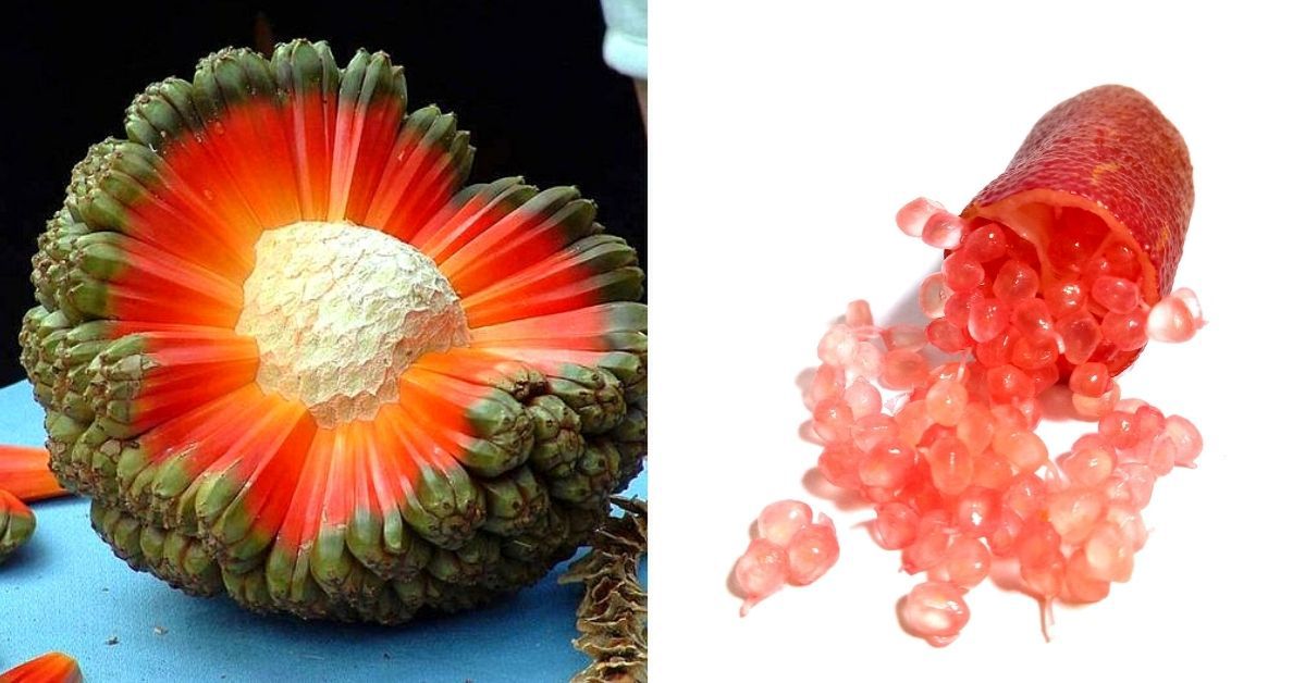 16 dziwnych egzotycznych owoców, które powinieneś zjeść choć raz w życiu