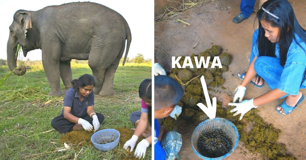 12 zaskakujących ciekawostek na temat kawy, których nie znają nawet doświadczeni kawosze