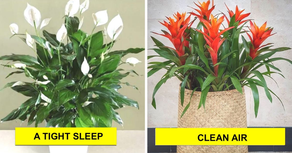 15 Potted Plants That Really Have a Real Impact on Our Health