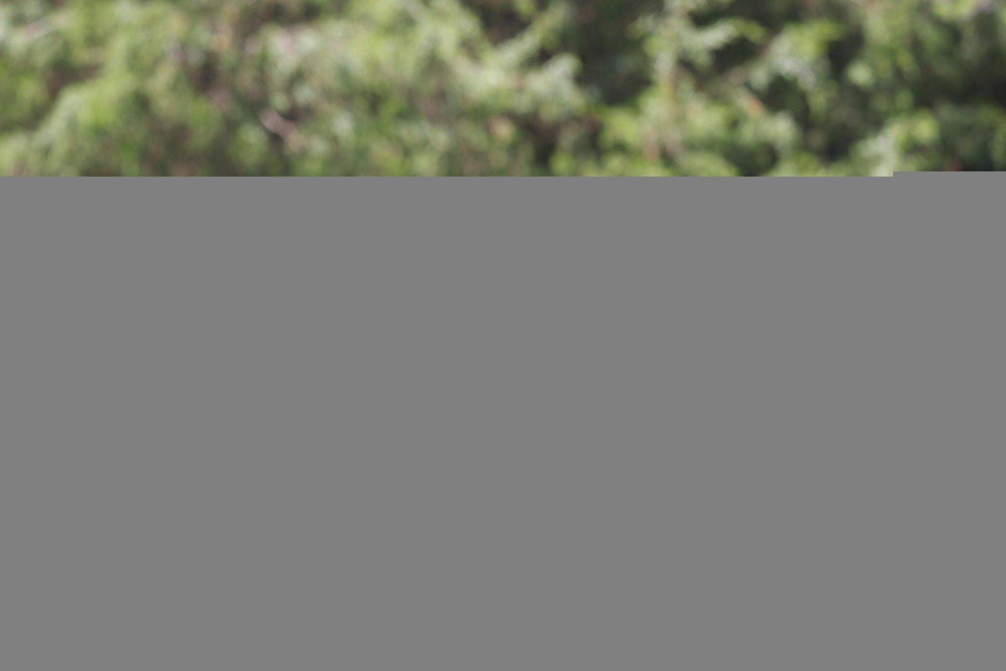 Tiger Woods był pod wpływem leków gdy go aresztowano