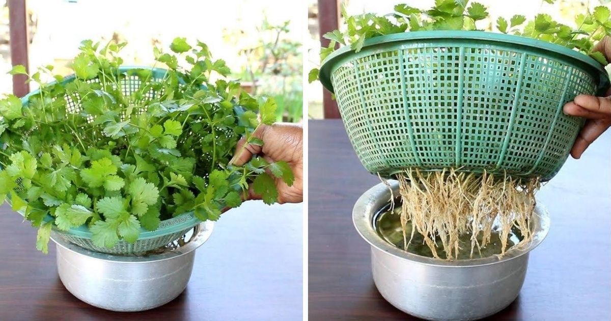 Simple Hacks to Make Your Coriander Grow Vigorously. You Will Never Have to Buy It!