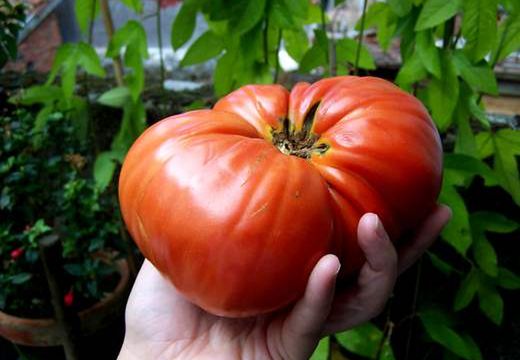 Masz kłopoty z sercem i cholesterolem? Jedz pomidory