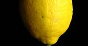 Cytryna wielkości ludzkiej głowy