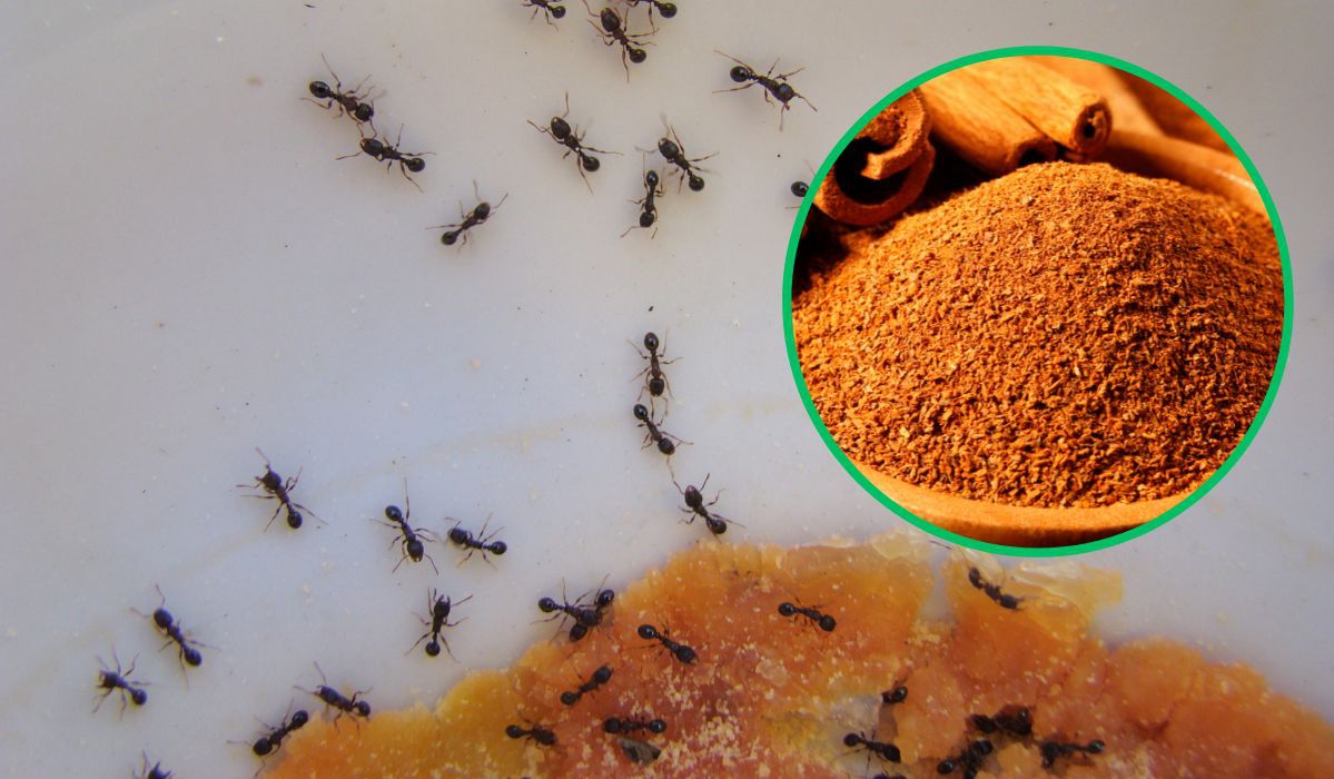 Sposoby na mrówki - Pyszności; foto: Canva