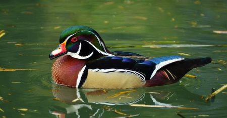 Grypa ptaków u dzikiej kaczki znalezionej w stołecznym ZOO