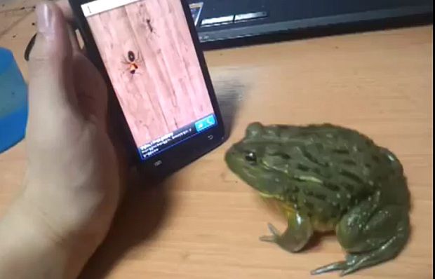 Obraz