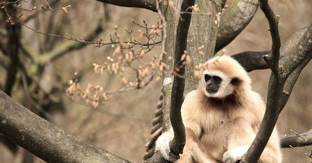 Tajemnica Momo: opiekunowie zoo uważają, że rozwiązali tajemnicę, w jaki sposób gibon zaszedł w ciążę, mimo że mieszkał sam w klatce