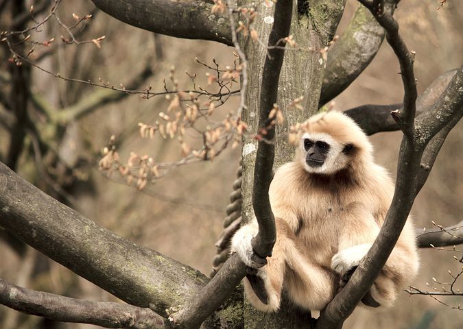 Tajemnica Momo: opiekunowie zoo uważają, że rozwiązali tajemnicę, w jaki sposób gibon zaszedł w ciążę, mimo że mieszkał sam w klatce