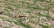 IMGW ostrzega przed suszą hydrologiczną