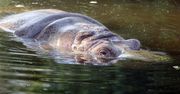 Zwierzęta w zoo mają swoje sposoby na upały