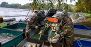 “Pan Karp”: żywe karpie na święta – tylko u rybaków lub na bazarze