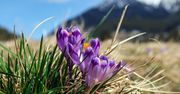 Tatry: tłumy turystów w Dolinie Chochołowskiej; kwitną krokusy