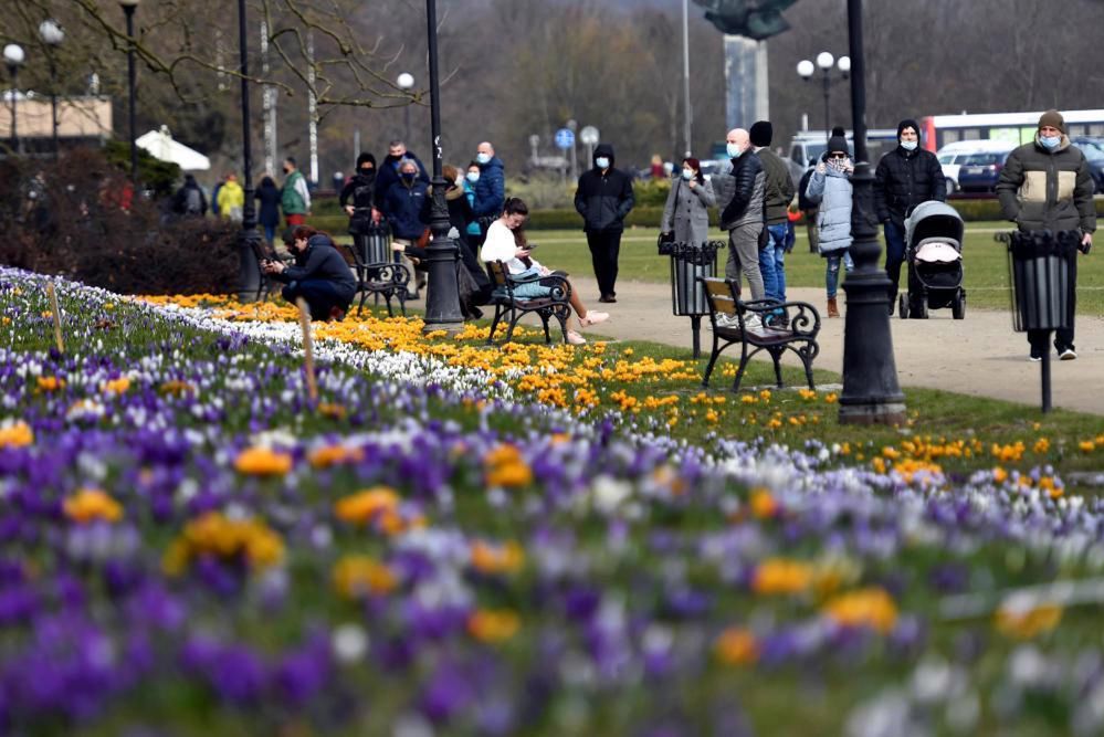 <p>Szczecin, 28.03.2021. Szczecin &#8220;tonie&#8221; w krokusach. Najbardziej imponuj¹ce dywany kwiatowe mo¿emy jednak podziwiaæ na m.in. Jasnych B³oniach. (mb/awol)  PAP/Marcin Bielecki</p>