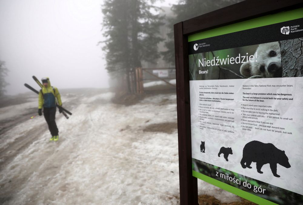 Tatry: niedźwiedzia rodzina w Dolinie Gąsienicowej ma się dobrze.